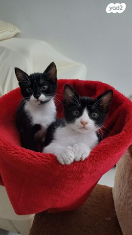 תמונת מודעה - חיות מחמד