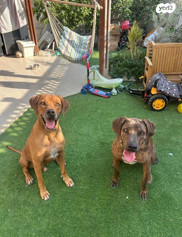 תמונת מודעה - חיות מחמד