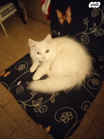 תמונת מודעה - חיות מחמד