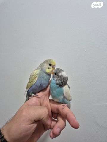 תמונת מודעה - חיות מחמד