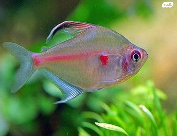 תמונת מודעה - חיות מחמד