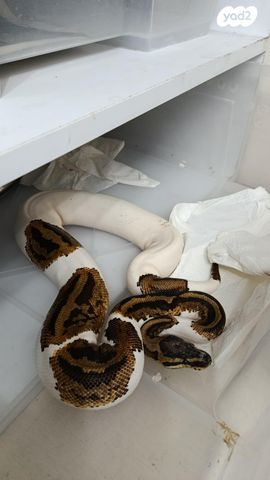 תמונת מודעה - חיות מחמד