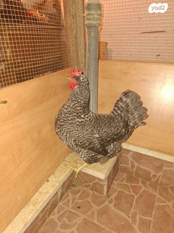 תמונת מודעה - חיות מחמד