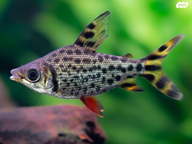 תמונת מודעה - חיות מחמד