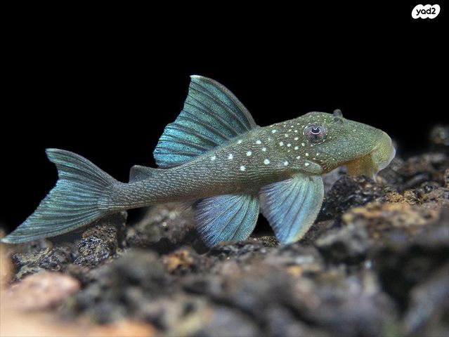 תמונת מודעה - חיות מחמד