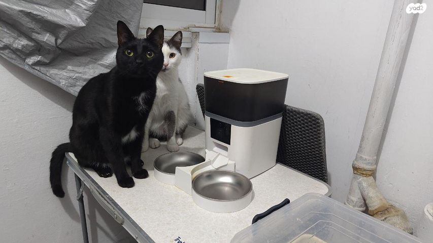 תמונת מודעה - חיות מחמד