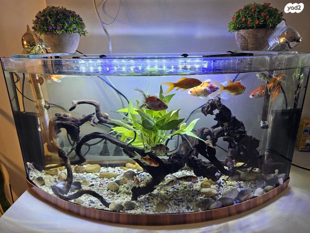 תמונת מודעה - חיות מחמד