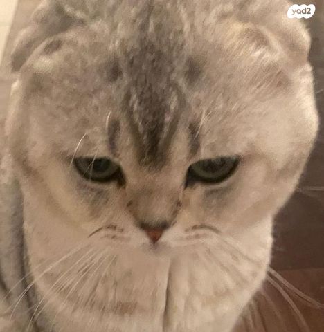 תמונת מודעה - חיות מחמד