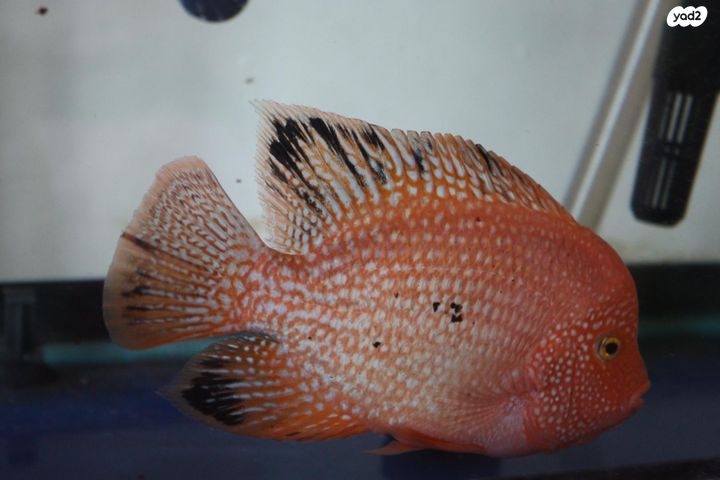 תמונת מודעה - חיות מחמד