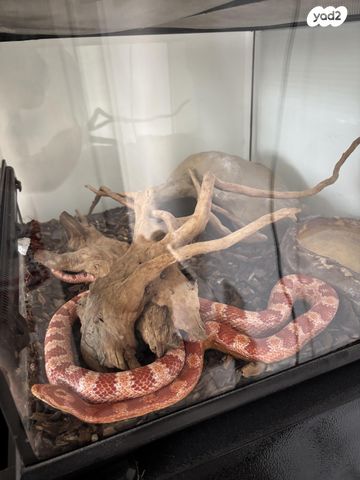 תמונת מודעה - חיות מחמד