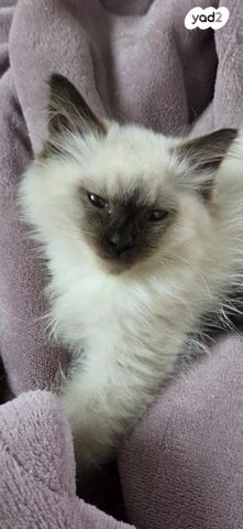 תמונת מודעה - חיות מחמד