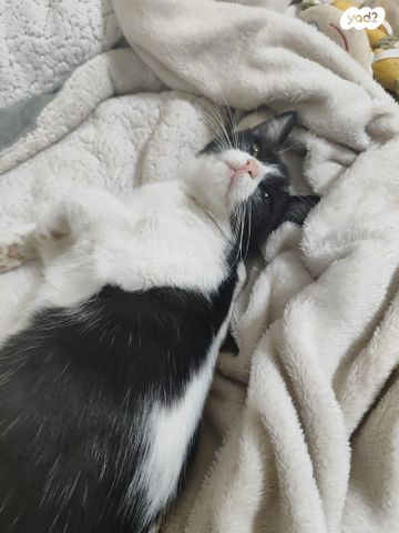 תמונת מודעה - חיות מחמד