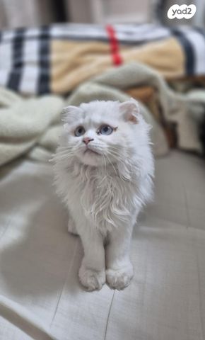 תמונת מודעה - חיות מחמד