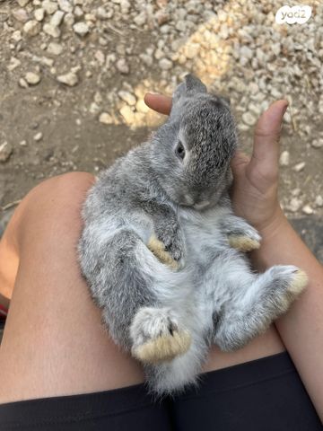 תמונת מודעה - חיות מחמד