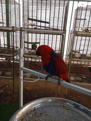 תמונת מודעה - חיות מחמד