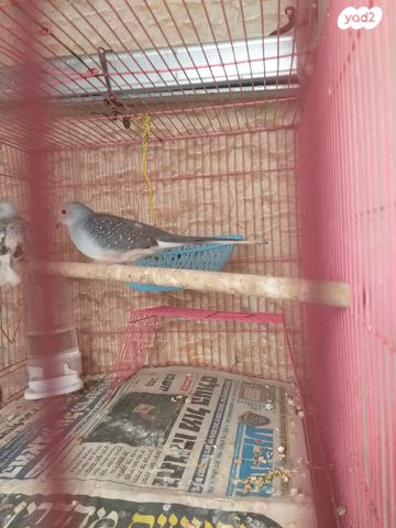 תמונת מודעה - חיות מחמד