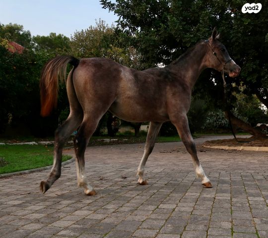 תמונת מודעה - חיות מחמד