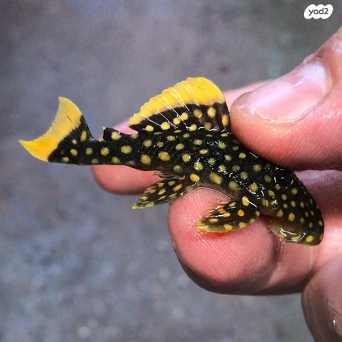 תמונת מודעה - חיות מחמד