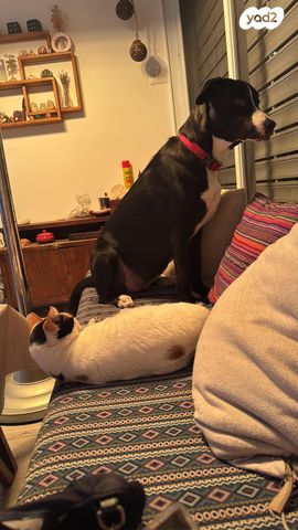 תמונת מודעה - חיות מחמד