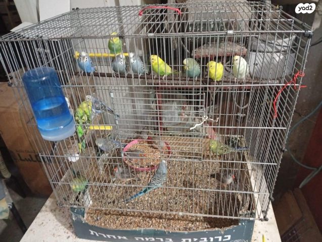 תמונת מודעה - חיות מחמד