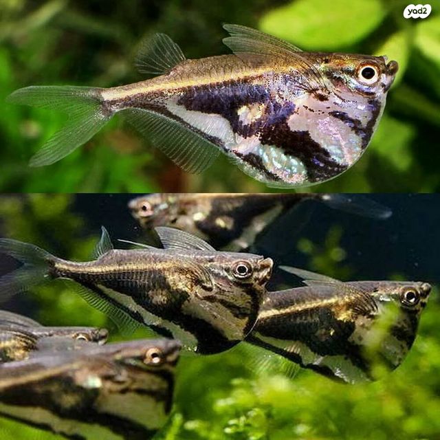 תמונת מודעה - חיות מחמד