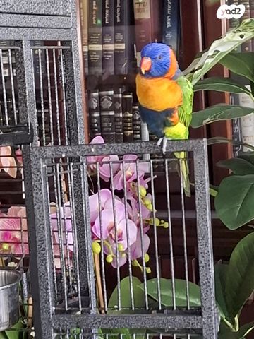 תמונת מודעה - חיות מחמד