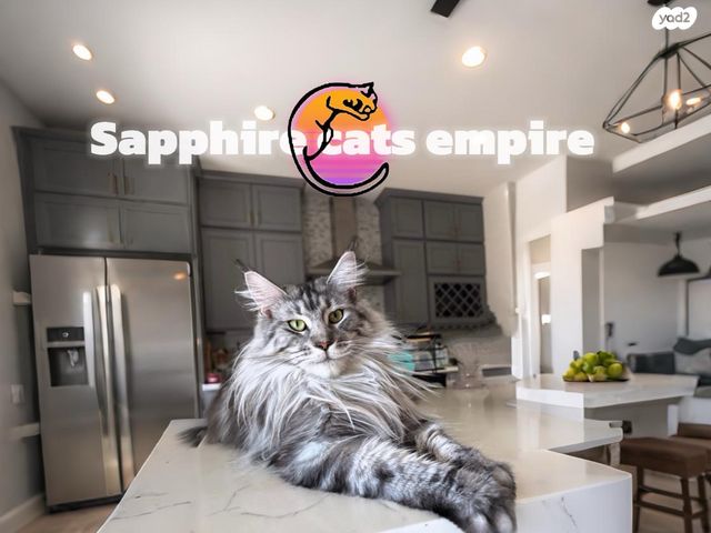 תמונת מודעה - חיות מחמד