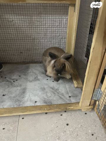 תמונת מודעה - חיות מחמד