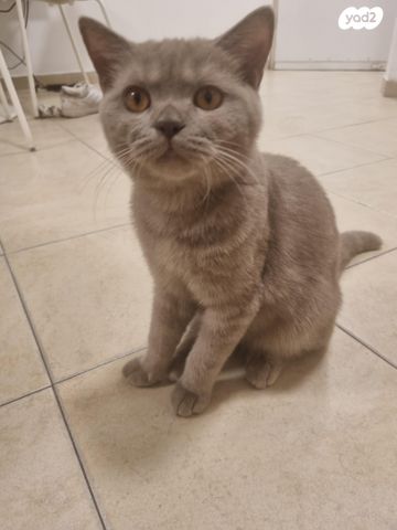 תמונת מודעה - חיות מחמד