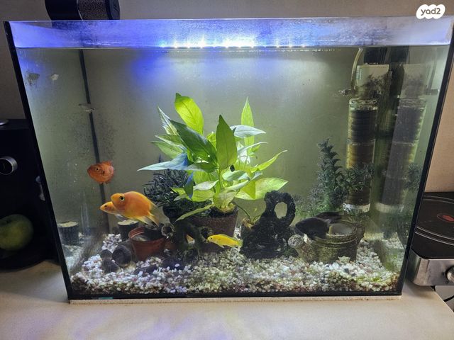 תמונת מודעה - חיות מחמד