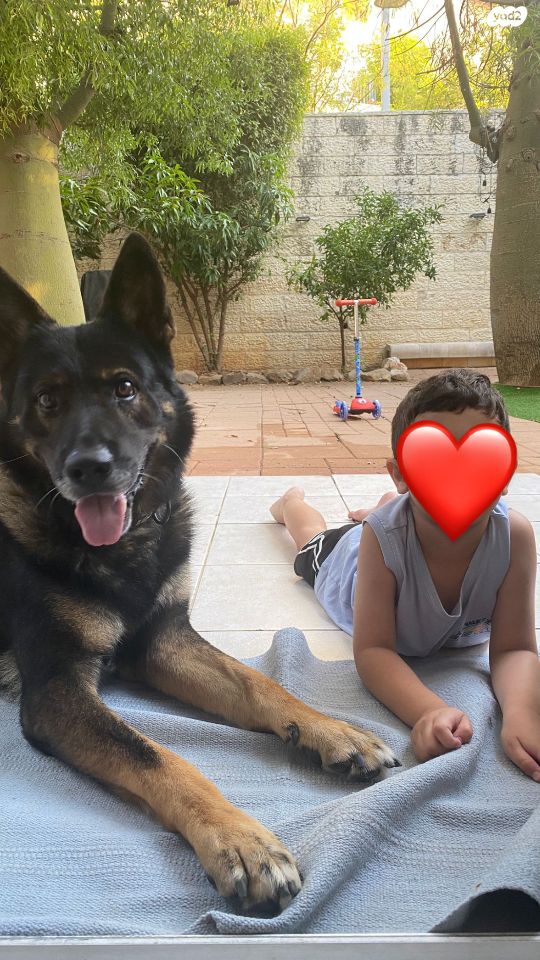 כלב רועה גרמני