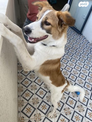 תמונת מודעה - חיות מחמד