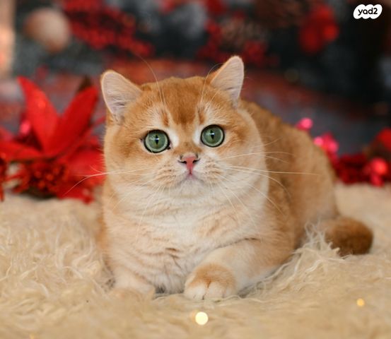 תמונת מודעה - חיות מחמד