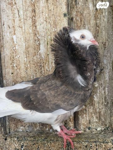 תמונת מודעה - חיות מחמד