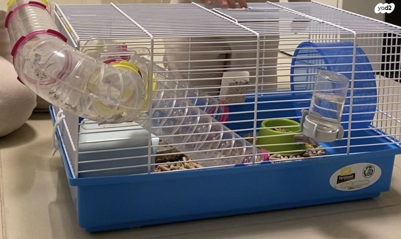 תמונת מודעה - חיות מחמד