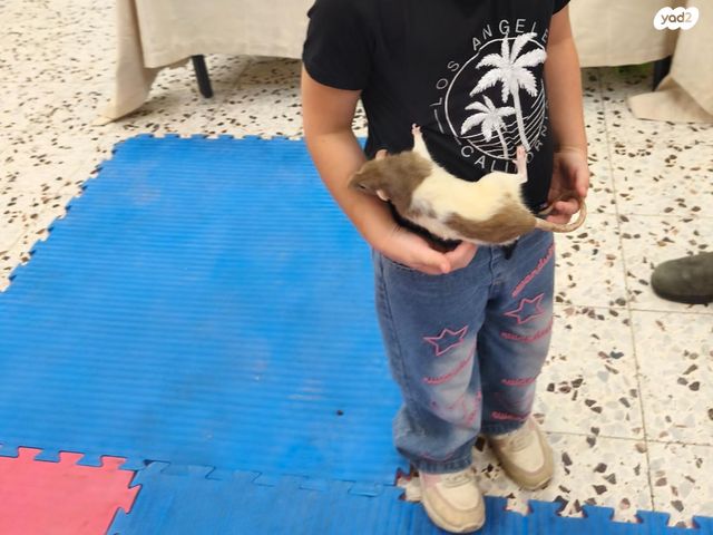 תמונת מודעה - חיות מחמד