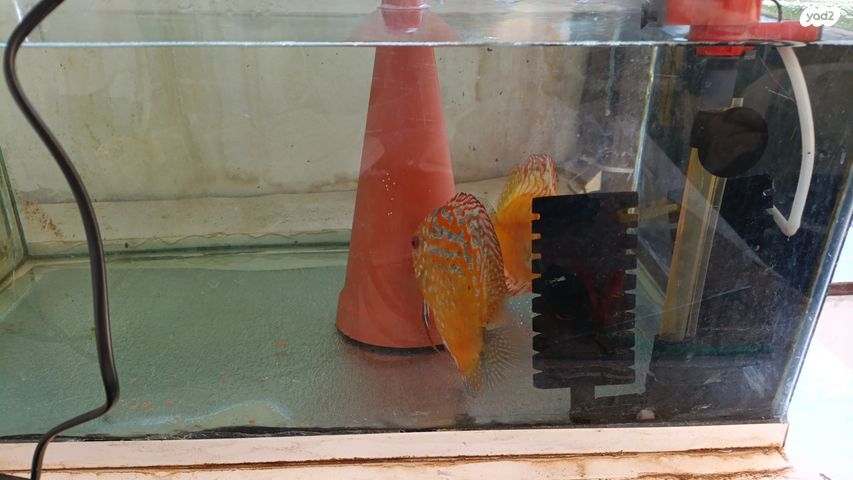 תמונת מודעה - חיות מחמד