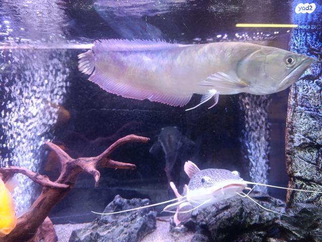 תמונת מודעה - חיות מחמד