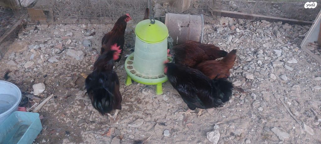 תמונת מודעה - חיות מחמד