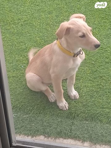 תמונת מודעה - חיות מחמד