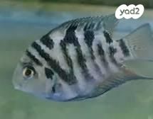 תמונת מודעה - חיות מחמד