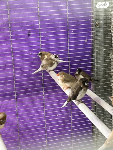 תמונת מודעה - חיות מחמד