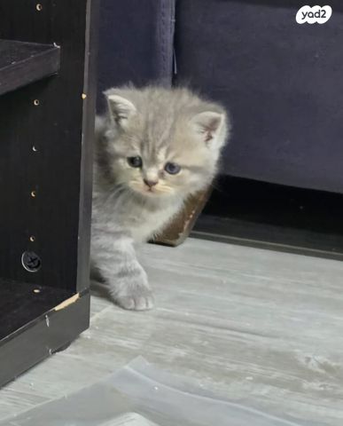 תמונת מודעה - חיות מחמד