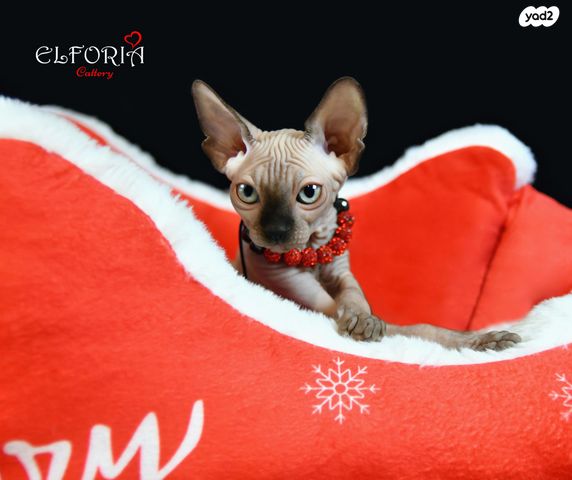 תמונת מודעה - חיות מחמד