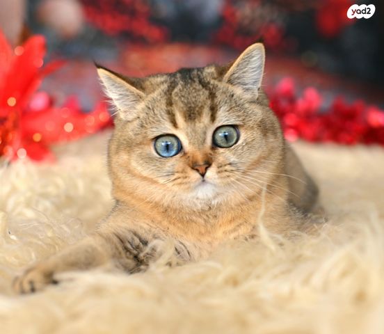 תמונת מודעה - חיות מחמד