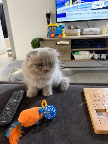 תמונת מודעה - חיות מחמד