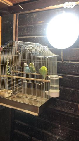 תמונת מודעה - חיות מחמד