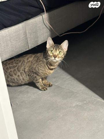 תמונת מודעה - חיות מחמד