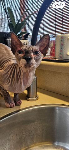 תמונת מודעה - חיות מחמד