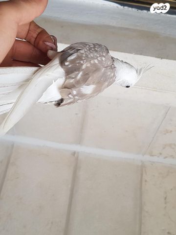 תמונת מודעה - חיות מחמד